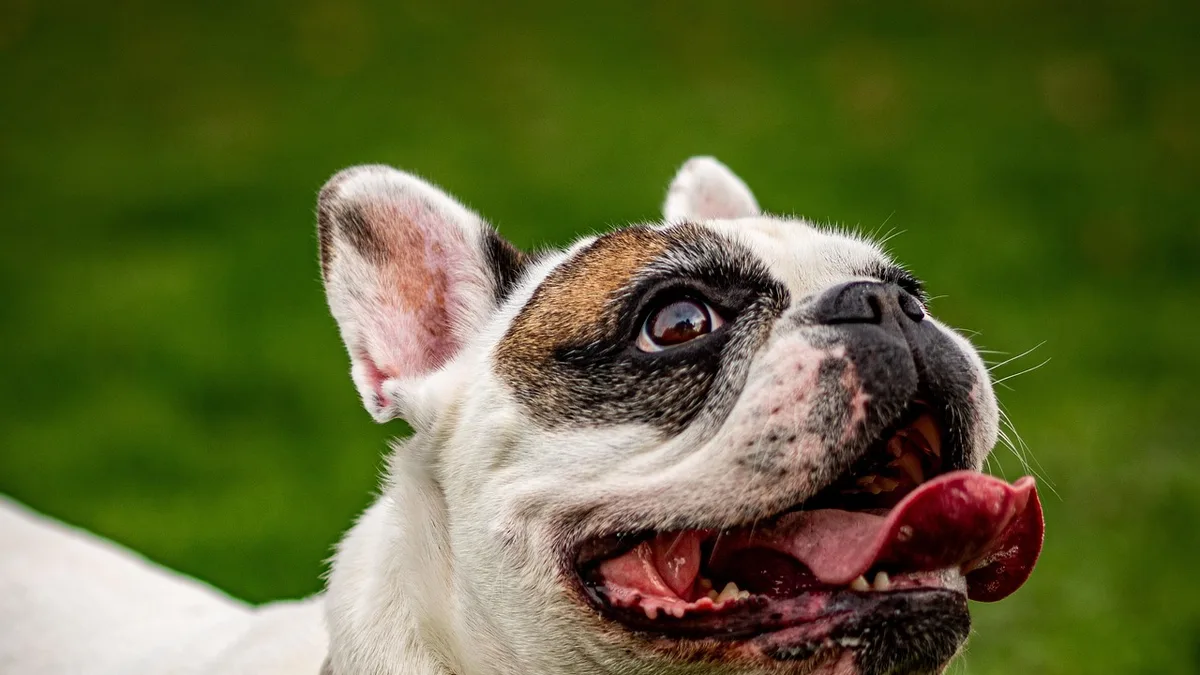 french bulldog, happy, frenchie, animal, pet, smile, outdoor, nature, park