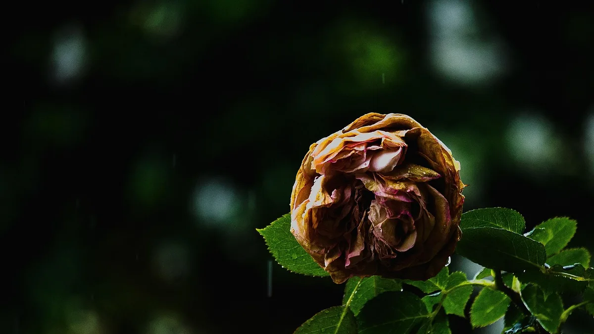 roses, nature, flower, flower wallpaper, perfume, fruit, beauty, flower background, beautiful flowers, black beauty, black fruits